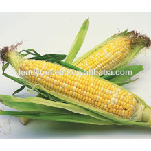 MCO04 Zai yellow and white sweet corn vegetable seeds for sales